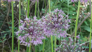 Fibromyalgie et Qi Gong